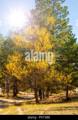 Avec feuilles de peuplier jaune sur le bord d'une forêt de pins sur une journée ensoleillée d'automne Banque D'Images