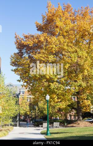 L'Université de l'Oregon à Eugene, OR, États-Unis d'Amérique, à l'automne. Banque D'Images