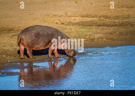 Hippopotames dans le parc national Kruger, Afrique du Sud ; espèce de la famille des Hippopotamidae Hippopotamus amphibius Banque D'Images