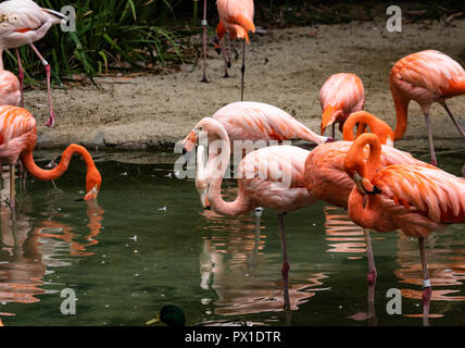 Troupeau de groupe une variété de flamants roses colorées debout dans un étang, certains sont eux-mêmes de toilettage Banque D'Images