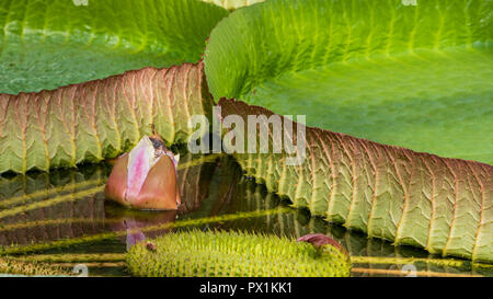 Nénuphar géant au musée en Roumanie. Jardin botanique de Nice à Cluj-Napoca. Banque D'Images