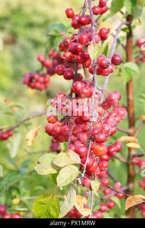 Malus 'Evereste'. Pommier fruits. Banque D'Images