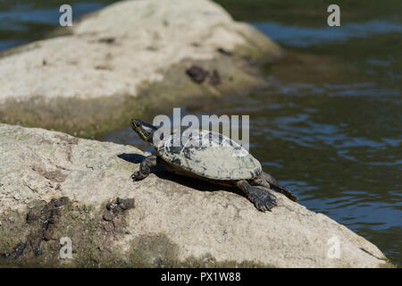 Une tortue à oreilles rouges se trouve sur un rocher dans un étang dans la région de Unionville, Ontario, Canada. Banque D'Images