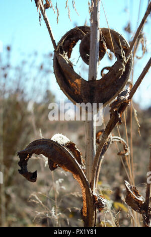 La forme du cœur de feuilles séchées d'un chardon vulgaire. (Cirsium vulgare) pendant la saison d'automne. Banque D'Images