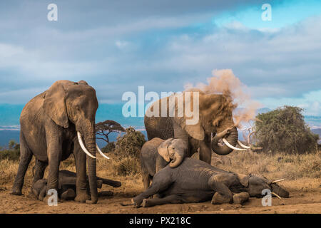 Cette image d'éléphants prendre un bain de poussière est prise au Parc national Amboseli au Kenya. Banque D'Images