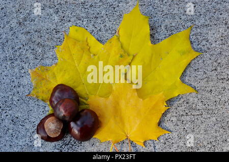 Fruits marron et jaune feuilles d'automne sur le parapet de granit de la chaussée Banque D'Images