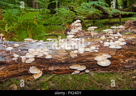 Tasses de champignons (Oudemansiella mucida) Banque D'Images