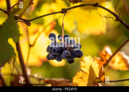 Coucher de Soleil sur le raisin rouge dans la région de Monferrato, Italie. Monferrato est une région historique et géographique du Piémont. Son territoire, presque exclusivement o Banque D'Images