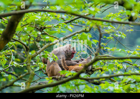 Nature des macaques (Macaca mulatta) près de dix mille bouddhas Monastery, Sha Tin, Hong Kong, Chine. Banque D'Images