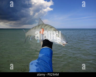 La pêche de mouche pour les bananes de mer peu profonde sur les appartements dans les Bahamas. Banque D'Images