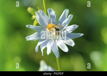 Fleur de chicorée bloosom, une abeille pollinise une fleur de chicorée Banque D'Images