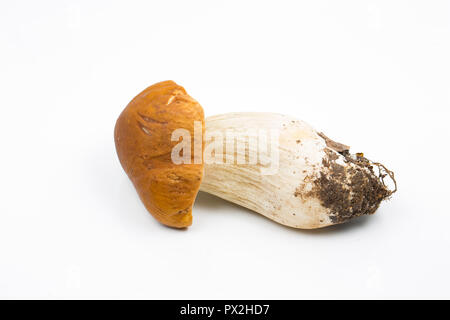 Un seul champignon Boletus edulis sur un fond blanc. Ces champignons sont également connu sous le nom de ceps, penny buns ou cèpes. Dorset England UK GO Banque D'Images