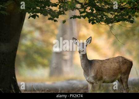 Red Deer femelles debout sous un arbre, belle lumière dans l'arrière-plan Banque D'Images
