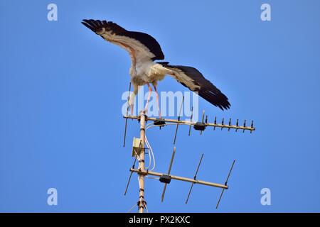 Cigogne blanche Ciconia ciconia, migration, sur les îles maltaises, de repos et d'équilibre sur l'antenne de télévision, antenne, émetteur, oiseaux nature urbaine Banque D'Images