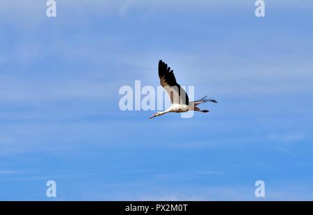Une Cigogne Blanche, Ciconia ciconia, la migration sur les îles maltaises. Oiseau est en vol, les ailes et le cou tendus, volant dans le ciel bleu clair matin . Banque D'Images