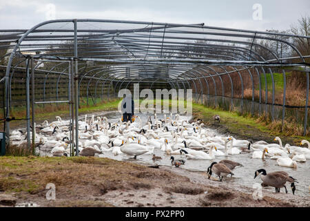 Réserver parc au WWT, Caerlaverock S-W de l'Écosse, l'alimentation cygnes de grain dans une brouette à l'intérieur du tuyau Swan pour que les oiseaux seront utilisés pour Banque D'Images
