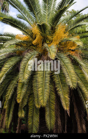Grand palmier pris de près, texture naturelle de feuilles de palmier, de fond naturel de feuilles de palmier. Banque D'Images