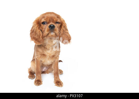 Avec chien mignon drôle de visage, cavalier spaniel puppy, isolé sur fond blanc Banque D'Images