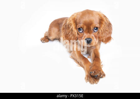 Puppy de cavalier spaniel isolé sur fond blanc Banque D'Images