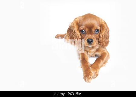 Puppy de cavalier spaniel isolé sur fond blanc Banque D'Images