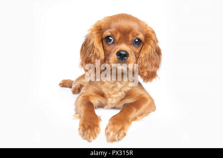 Puppy de cavalier spaniel isolé sur fond blanc Banque D'Images