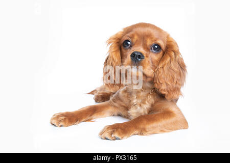 Puppy de cavalier spaniel isolé sur fond blanc Banque D'Images