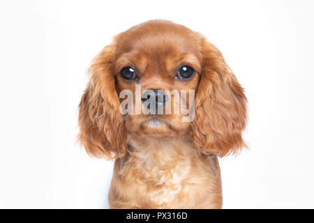 Puppy de cavalier spaniel isolé sur fond blanc Banque D'Images