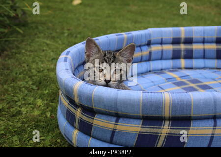 Chaton endormi sur le doux lit pet bleu dans le jardin Banque D'Images