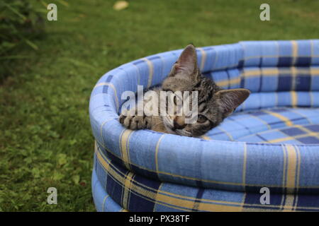 Chaton endormi sur le doux lit pet bleu dans le jardin Banque D'Images