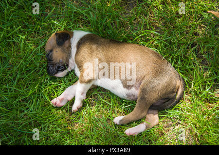 Blanc-brun chiot dormir sur l'herbe verte Banque D'Images