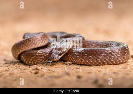 Cette image de Wolf Snake est prise au Gujarat en Inde. Banque D'Images