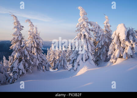 Les épinettes couvertes de neige dans la forêt de montagne. Paysage d'hiver sous le soleil de matin. Des congères de neige et verglas après Banque D'Images