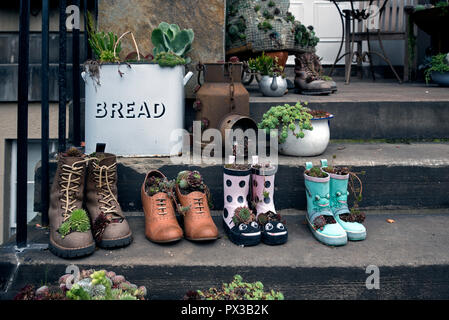 Affichage d'un roman de plantes grasses sur une porte dans la nouvelle ville d'Édimbourg. Banque D'Images