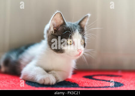 Cute Baby Cat Woman at Home Banque D'Images