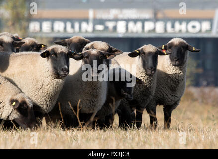 Berlin, Allemagne. 19 Oct, 2018. Moutons paissent sur le terrain de Tempelhof. Jusqu'au 21 octobre, 200 brebis seront en marche le paysage traditionnel des activités de conservation dans le domaine de Tempelhof. Credit : Ralf Hirschberger/dpa/ZB/dpa/Alamy Live News Banque D'Images