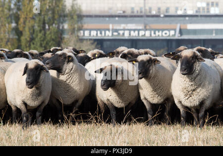 Berlin, Allemagne. 19 Oct, 2018. Moutons paissent sur le terrain de Tempelhof. Jusqu'au 21 octobre, 200 brebis seront en marche le paysage traditionnel des activités de conservation dans le domaine de Tempelhof. Credit : Ralf Hirschberger/dpa/ZB/dpa/Alamy Live News Banque D'Images