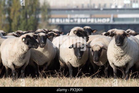 Berlin, Allemagne. 19 Oct, 2018. Moutons paissent sur le terrain de Tempelhof. Jusqu'au 21 octobre, 200 brebis seront en marche le paysage traditionnel des activités de conservation dans le domaine de Tempelhof. Credit : Ralf Hirschberger/dpa/ZB/dpa/Alamy Live News Banque D'Images