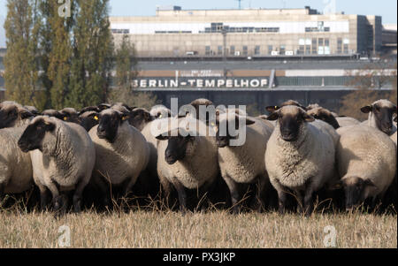 Berlin, Allemagne. 19 Oct, 2018. Moutons paissent sur le terrain de Tempelhof. Jusqu'au 21 octobre, 200 brebis seront en marche le paysage traditionnel des activités de conservation dans le domaine de Tempelhof. Credit : Ralf Hirschberger/dpa/ZB/dpa/Alamy Live News Banque D'Images