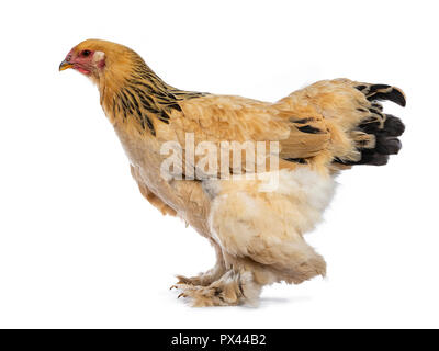 Les jeunes poulets Brahma debout / marcher côté à la ligne droite, isolé sur fond blanc Banque D'Images