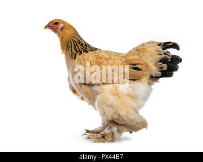 Les jeunes poulets Brahma debout / marcher côté à la ligne droite, isolé sur fond blanc Banque D'Images