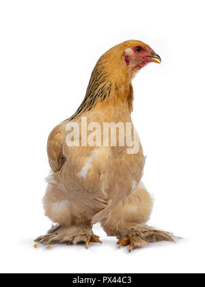 Les jeunes poulets Brahma /marche debout Vue de face et de la tête en profil, isolé sur fond blanc Banque D'Images