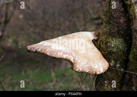 Polypore du bouleau (Piptoporus betulinus) croissant sur bouleau. Banque D'Images