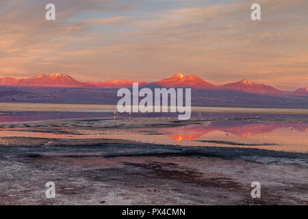 Les flamants roses dans la lagune Chaxa au coucher du soleil (Phoenicopterus) Banque D'Images