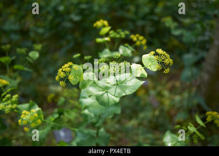 Smyrnium perfoliatum Banque D'Images