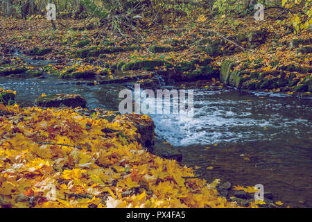 Viresi ville, en Lettonie. Arbres et rivière, l'automne et les jours ensoleillés. Billet photo de la nature en 2018. Banque D'Images