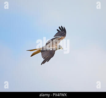 Vue de dessus d'un cerf-volant rouge (Milvus milvus) avec des ailes et queue fourchue deltaplane avec son bec ouvert Banque D'Images