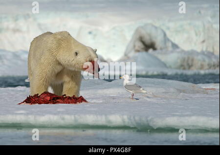 L'ours polaire (Ursus maritimus) manger la carcasse d'un phoque capturé dans la neige, avec la langue tendue, France Banque D'Images