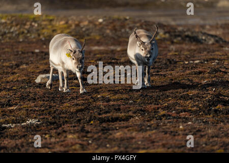 France rennes (Rangifer tarandus platyrhynchus), l'archipel du Spitzberg, Svalbard et Jan Mayen (Norvège) Banque D'Images