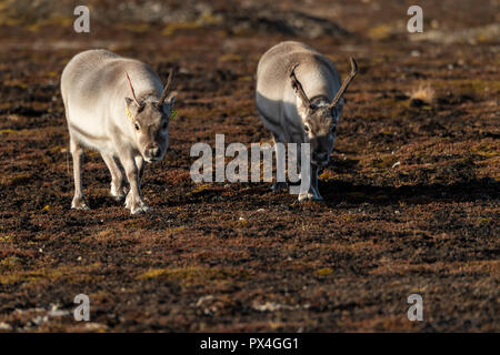 France rennes (Rangifer tarandus platyrhynchus), l'archipel du Spitzberg, Svalbard et Jan Mayen (Norvège) Banque D'Images