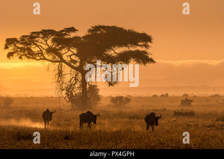 Cette image de gnous est prise à Masai Mara au Kenya. Banque D'Images